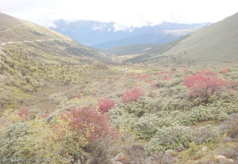 西藏风景免费下载高山的花