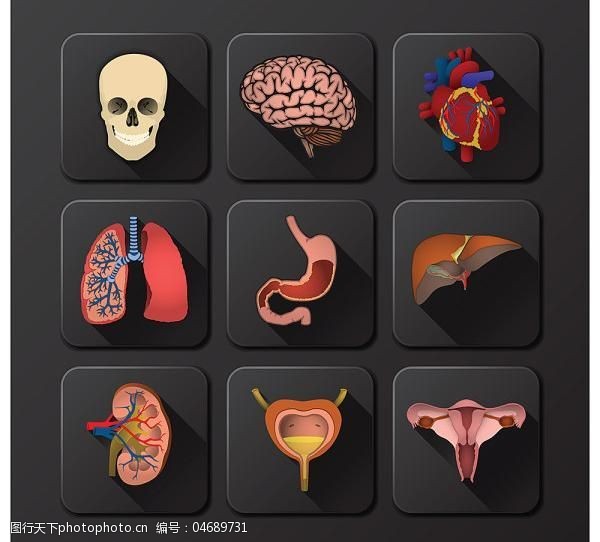 人体内脏器官矢量图