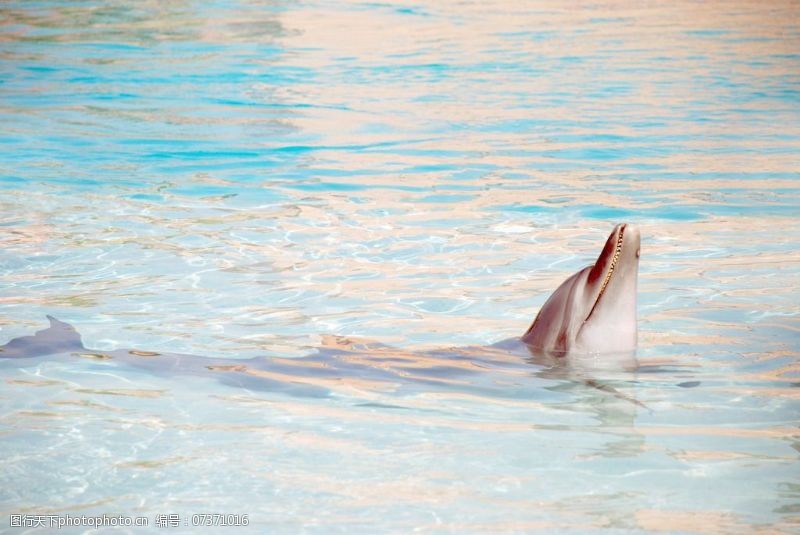海豚免费下载海豚