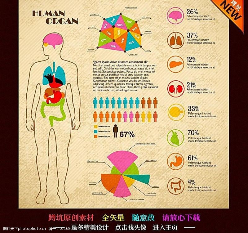 内脏人体结构医疗图片