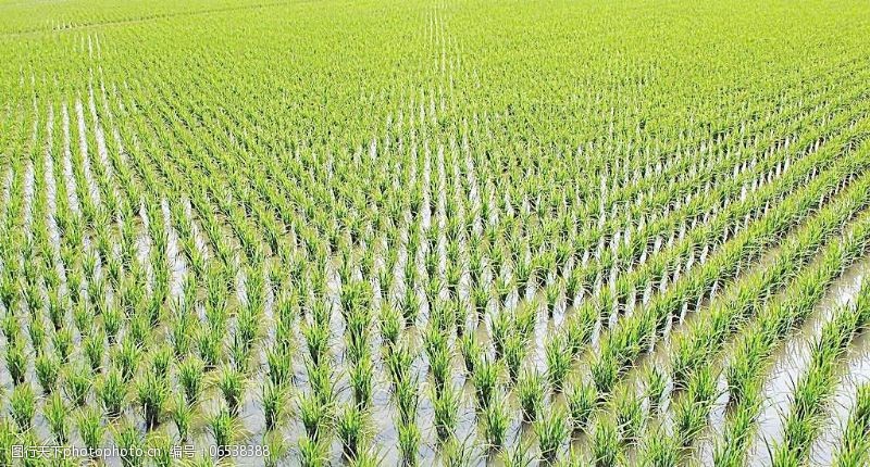 谷物免费下载水稻田图片