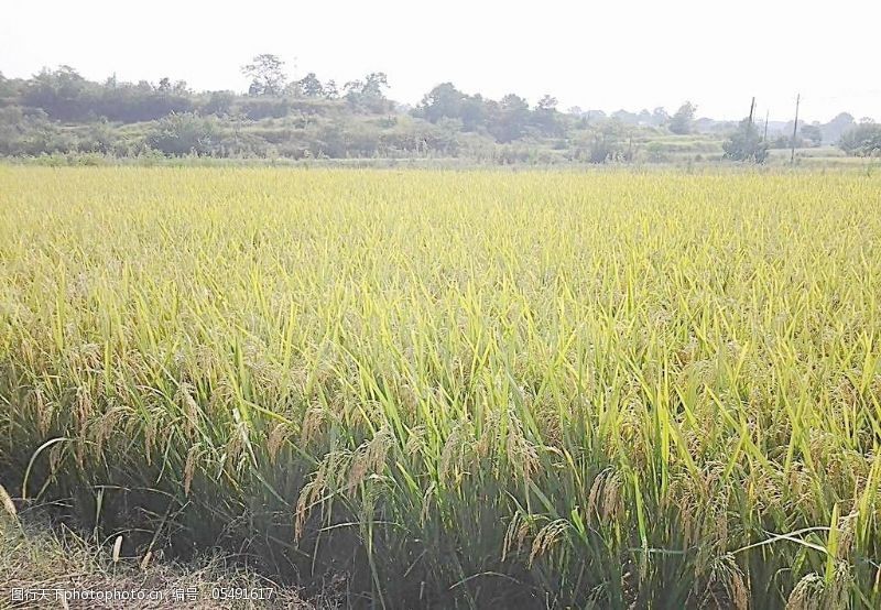 谷物免费下载水稻图片