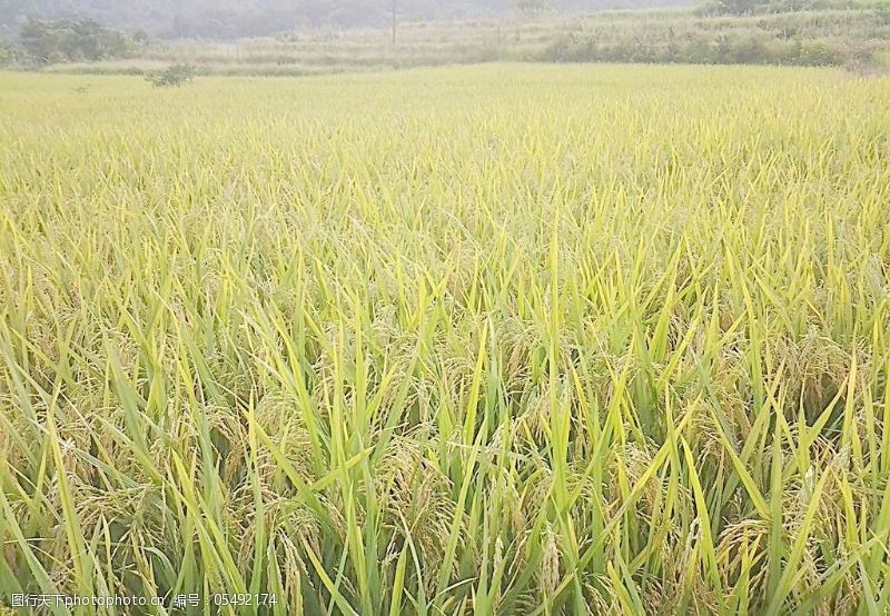 谷物免费下载水稻图片