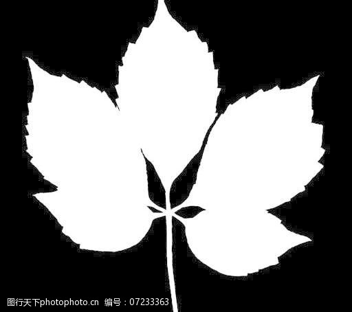 3d木纹36762自然材质叶子