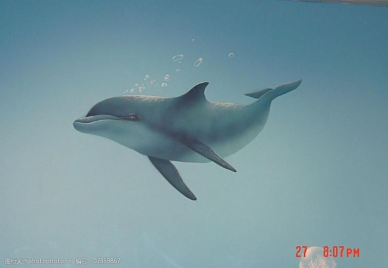海豚免费下载彩繪海豚图片