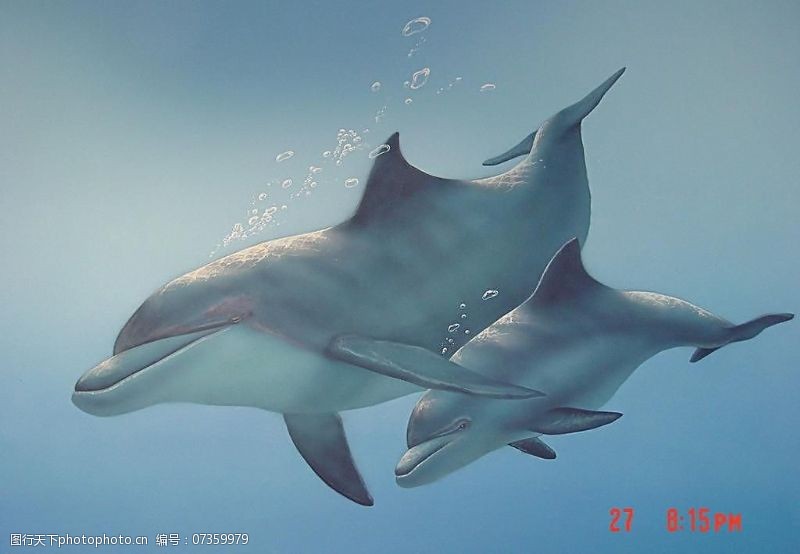 海豚免费下载彩繪海豚图片