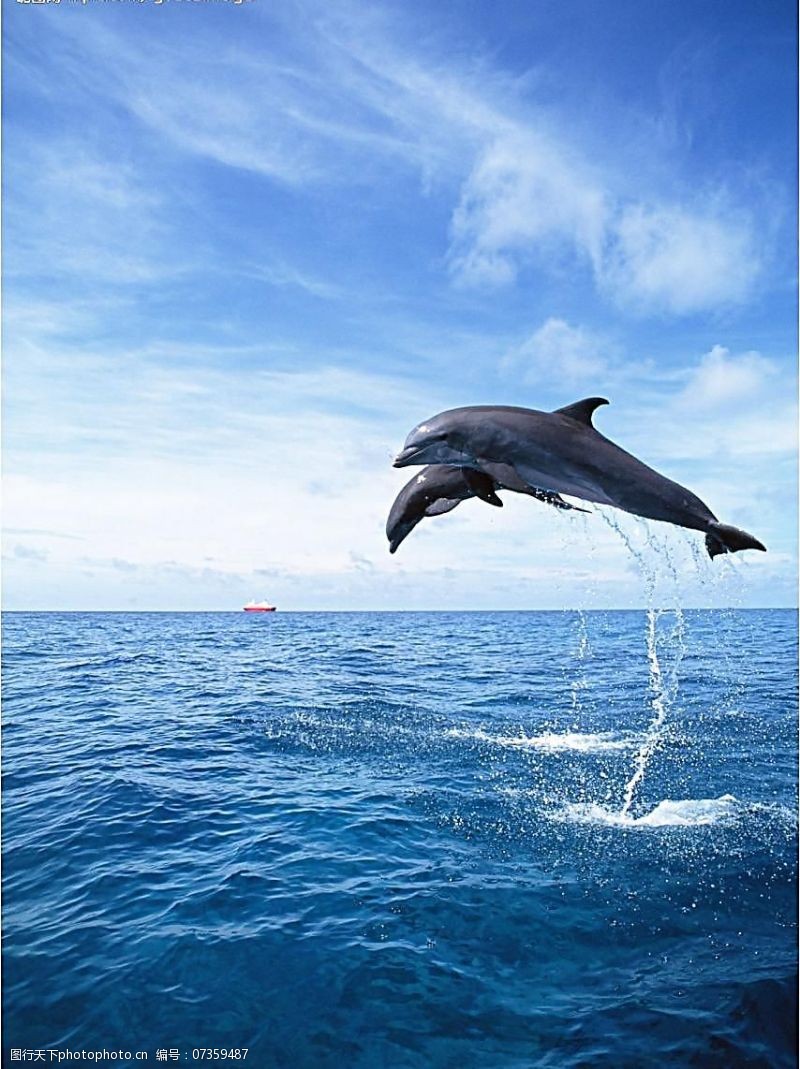海豚免费下载海豚图片