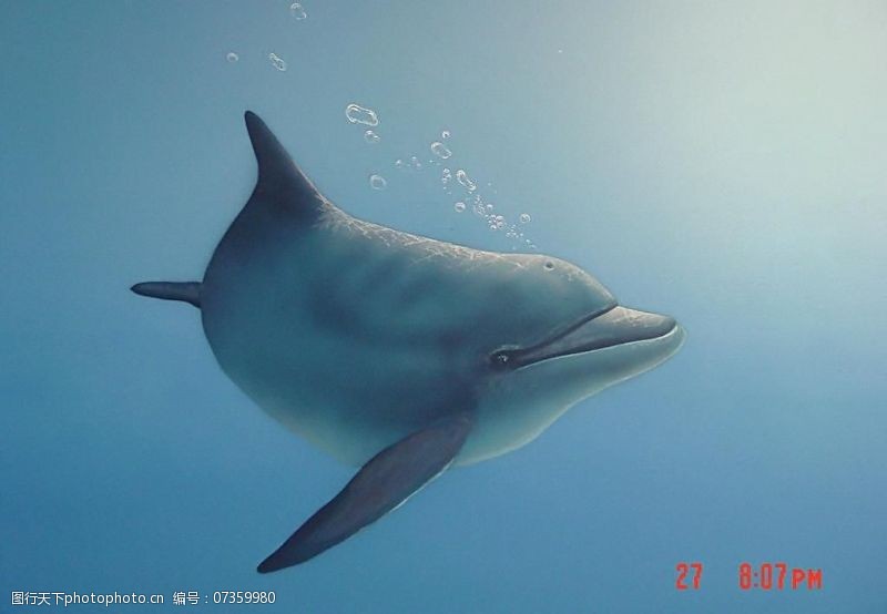 海豚免费下载海豚图片