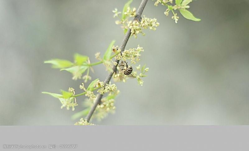 树叶图片免费下载蜜蜂图片