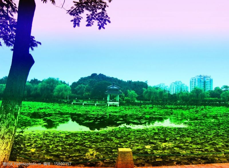 秀丽大自然风景风景池塘荷塘树图片