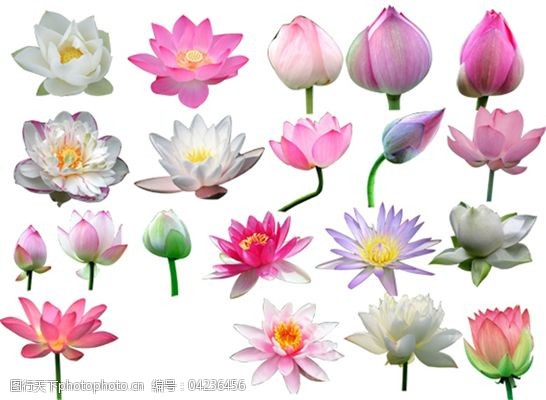 莲花花蕾花蕊图片免费下载 莲花花蕾花蕊素材 莲花花蕾花蕊模板 图行天下素材网