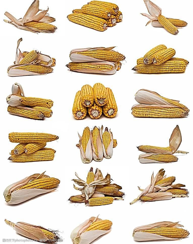 谷物免费下载玉米图集图片