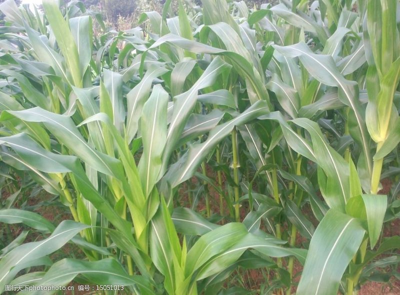 青草茁壮成长正在成长的玉米图片