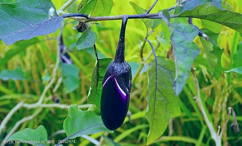 谷物免费下载紫色茄子图片
