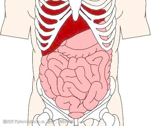 人体内脏图