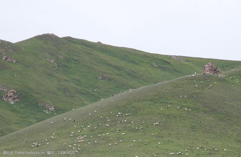 新疆风景山上的羊图片