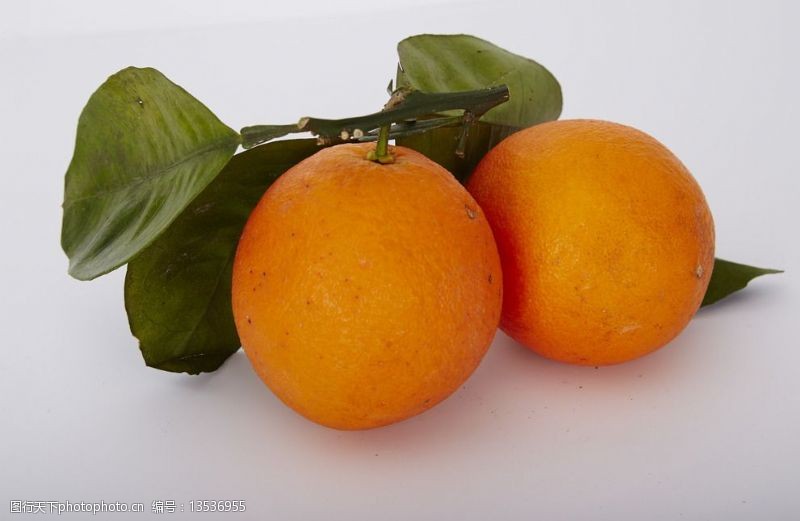 枸橘柑橘图片
