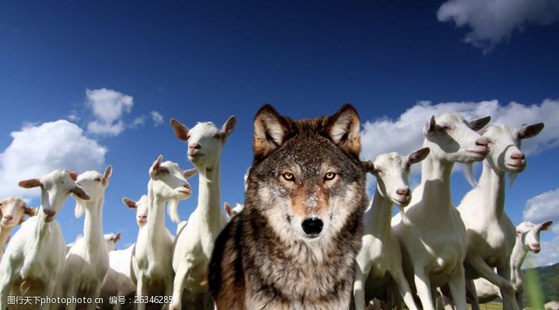 白狼狼和羊