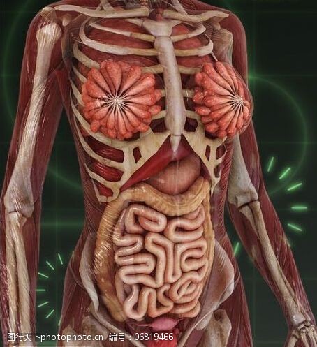 内脏解剖人体模型下载