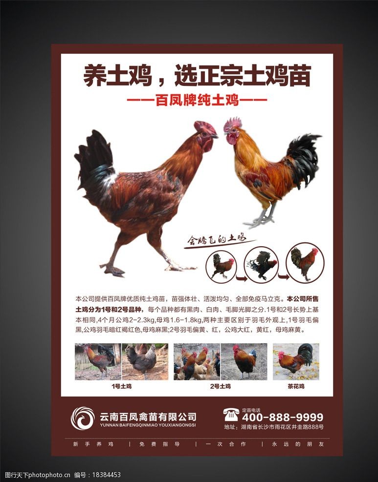 茶农土鸡农产品海报设计图片