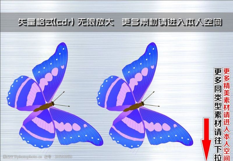 纹身图案动物蝴蝶