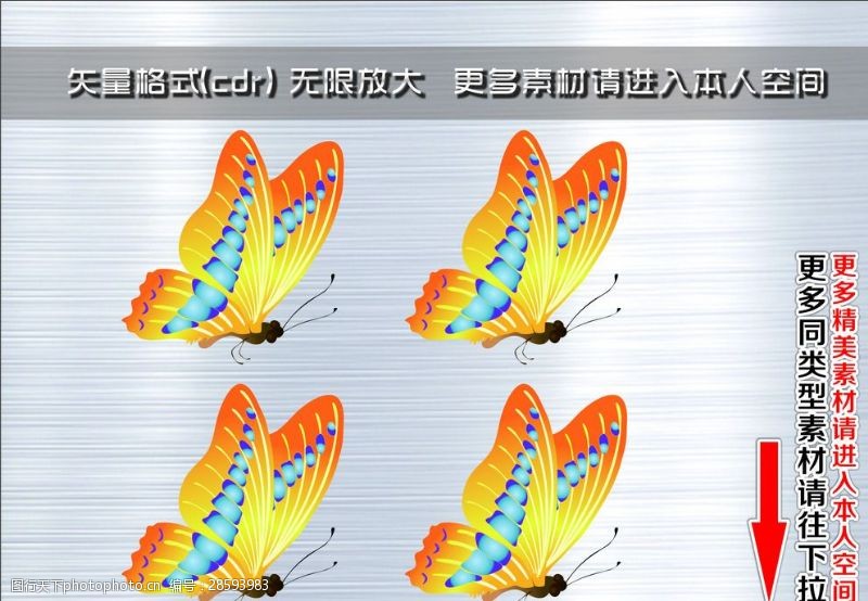 纹身图案动物蝴蝶