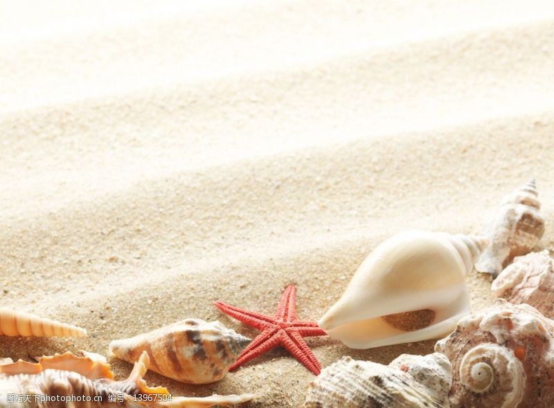 金色沙滩贝壳图片