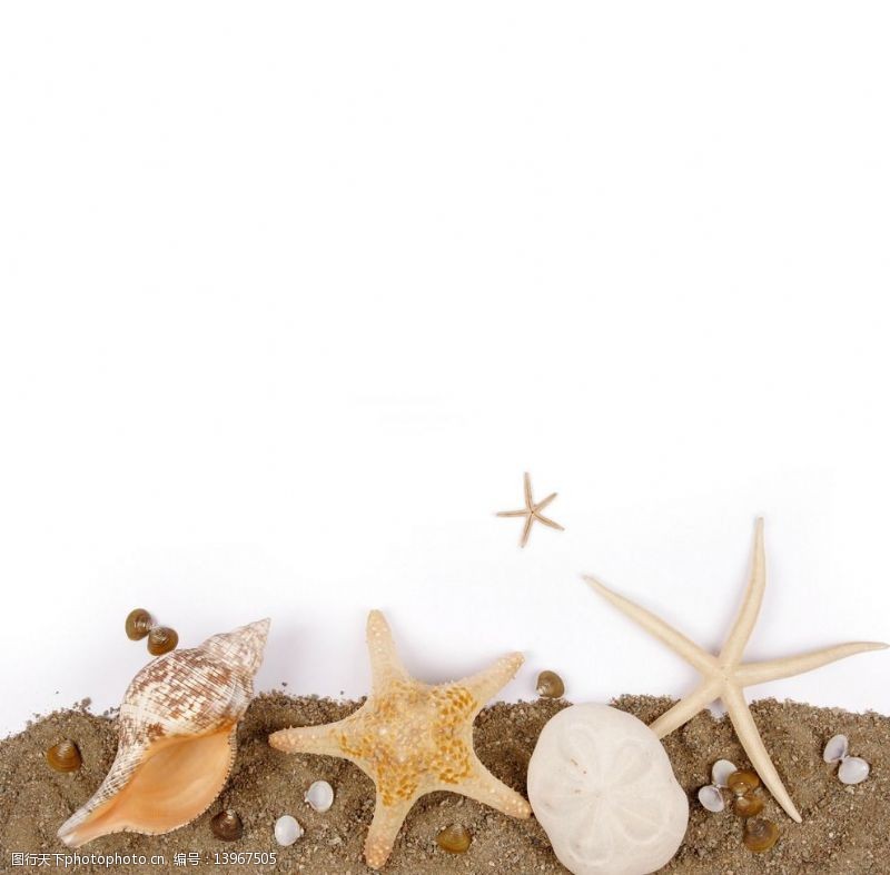 金色沙滩海星贝壳图片