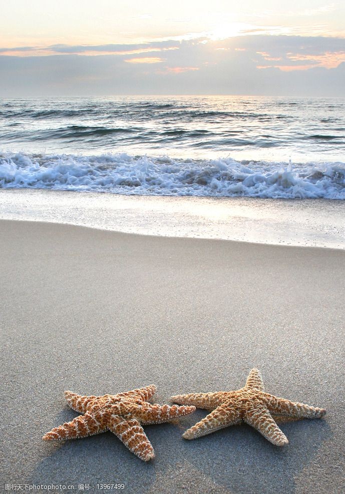 金色沙滩海星图片