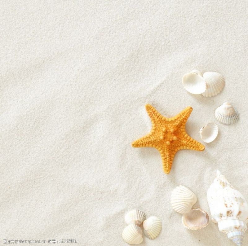 金色沙滩海星图片