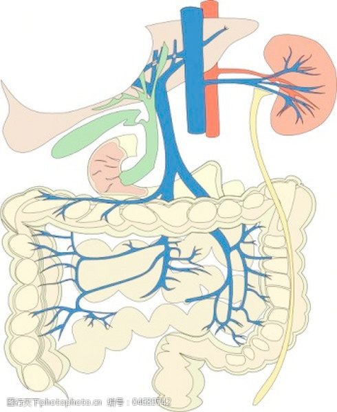 内脏消化器官的医学图剪贴画