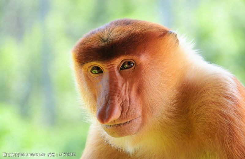 树桩猴长鼻猴图片