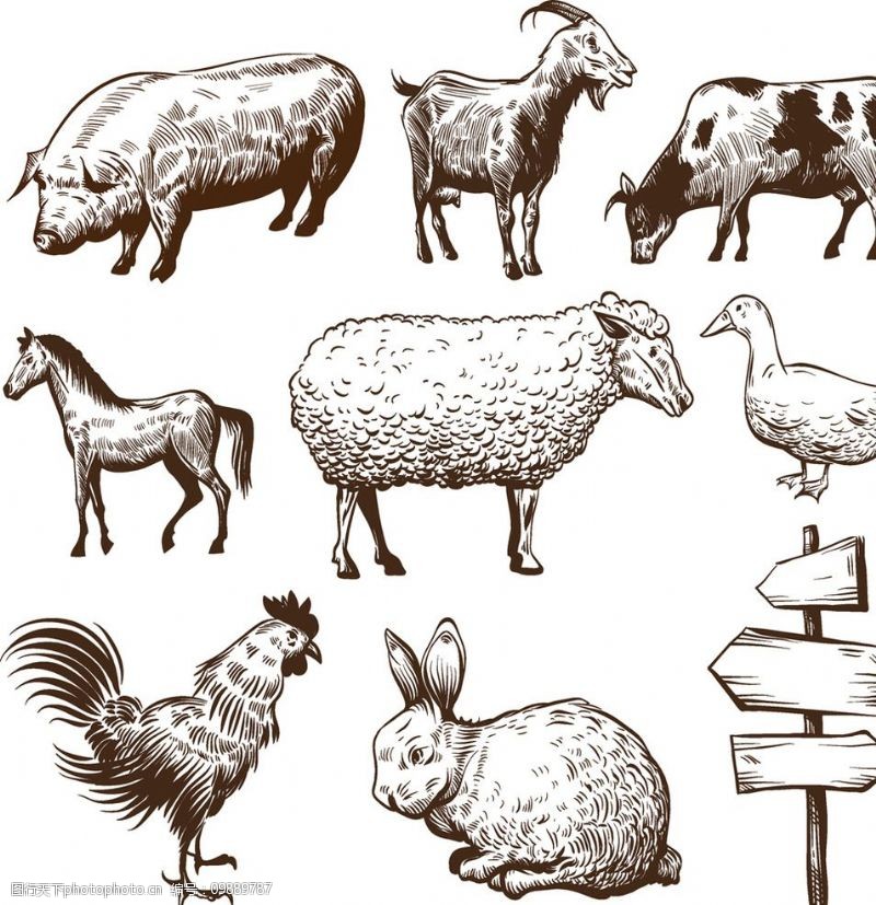 公鸡指示牌手绘动物图片