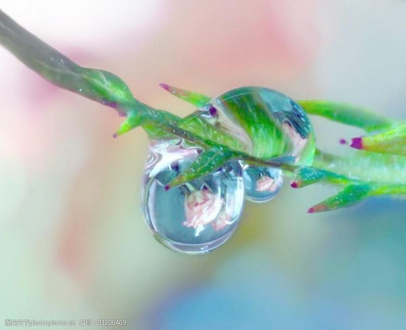 春天的背景绿叶上的水珠图片