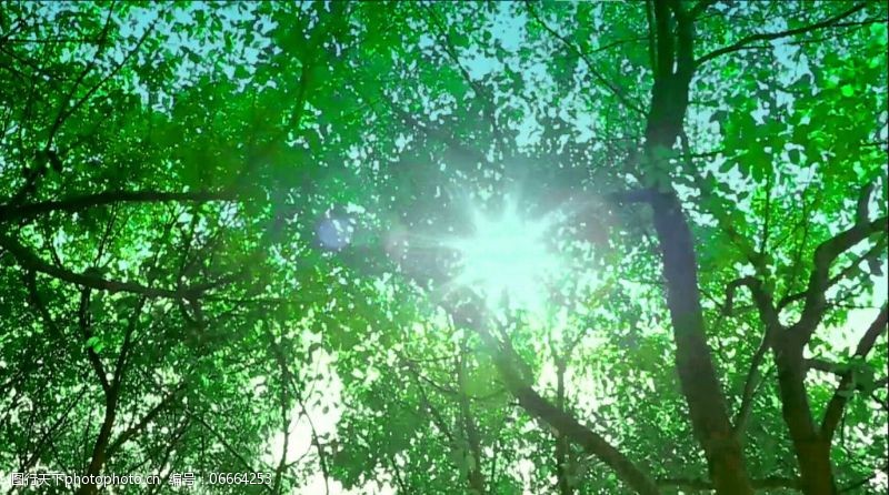 积极树免费下载森林视频