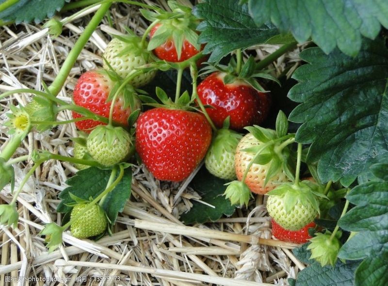 熟透生长中的草莓图片